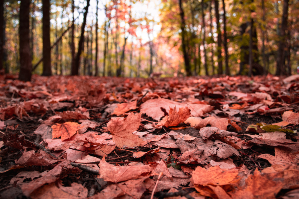 Fallen autumn leaves covering the ground