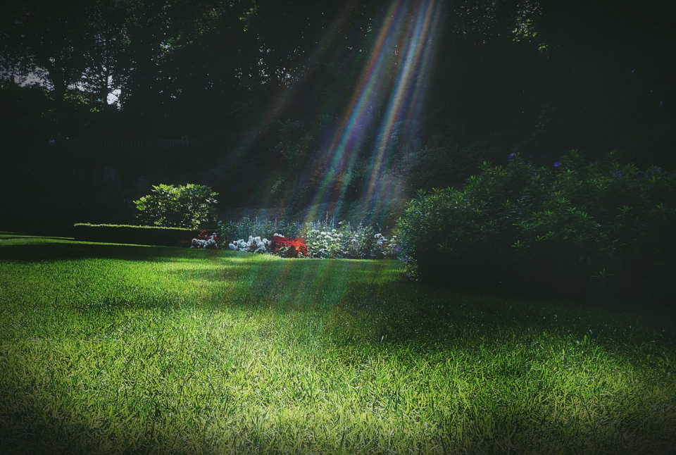 Sunlit green lawn with flower beds and shrubs